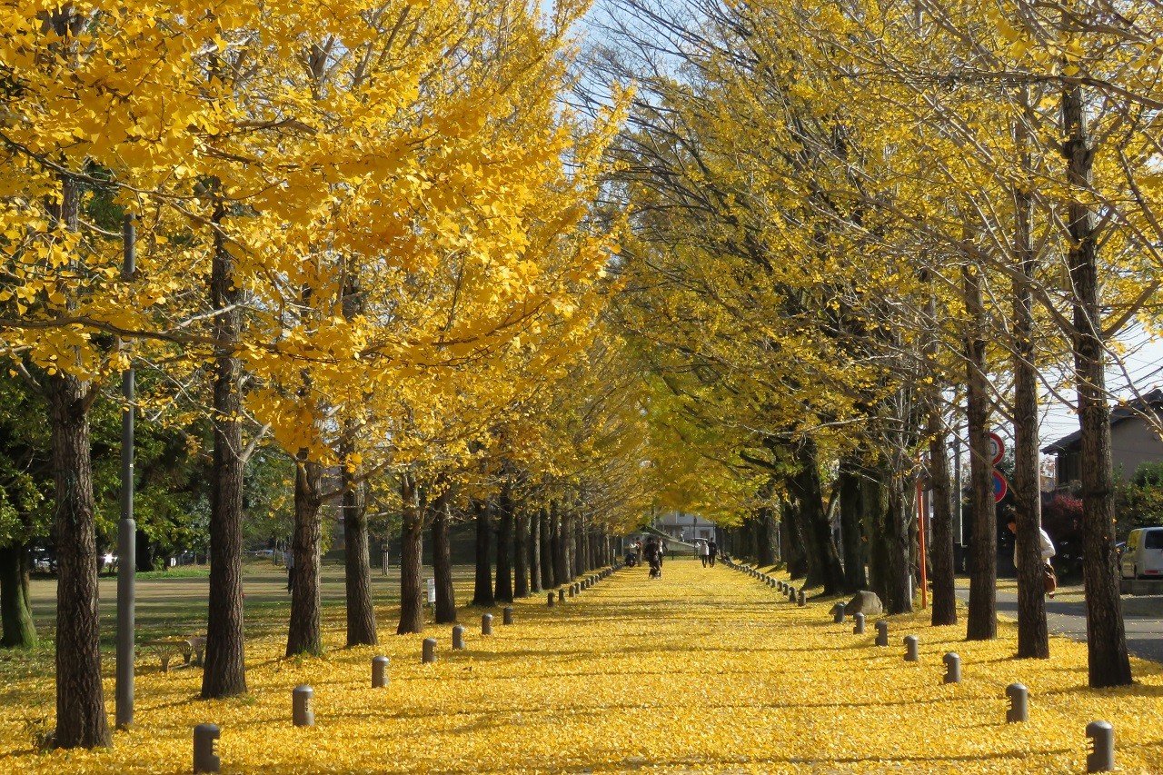 🌳 배움의 숲 (마나비노모리)